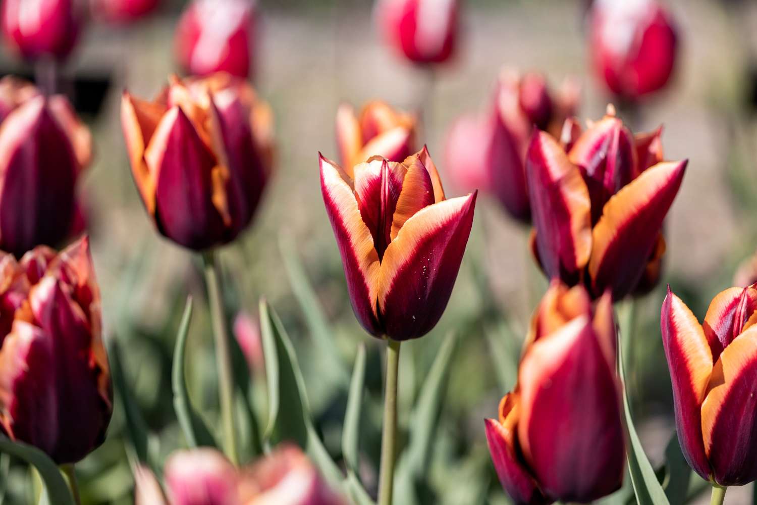 Tulip 'Slawa'